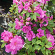 Botanical Name -  Rhododendron 'NCRX3'