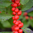 ILEX VERT 'RED SPRITE' 3G