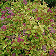 SPIRAEA 'MAGIC CARPET' 3G