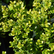 BUXUS MIC 'LITTLE MISSY' 1G