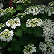 HYDRANGEA M 'WEDDING GOWN' 3G