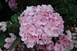 HYDRANGEA M 'ALL SUMMER BEAUTY'