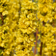 FORSYTHIA 'SHOW OFF STARLET' 3G