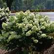 Botanical Name -  Hydrangea paniculata 'Jane' PP22330