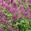 SYRINGA 'BLOOMRNG BALLET' 3G