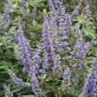 VITEX 'ROCK STEADY' 3G