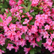 WEIGELA 'SONIC BLOOM PUNCH' 3G