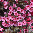 WEIGELA 'SONIC BLOOM WINE' 3G
