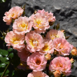 ROSA 'DRIFT PEACH' 3G