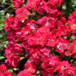 ROSA 'DRIFT RED' 3G
