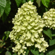 HYDRANGEA PAN 'DRAGON BABY' 3G