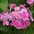 Botanical Name - Hydrangea macrophylla 'Let's Dance Starlight'
