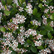 Botanical Name -  Aronia melanocarpa 'UCONNAM165'