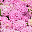 HYDRANGEA M 'LTS DNCE SKY VIEW'