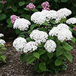 Botanical Name -  Hydrangea arborescens 'Invincibelle Wee White'