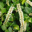 Botanical Name -  Itea virginica 'SMNIVDFC'