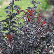 Botanical Name -  Physocarpus opulifolius 'Summer Wine Black'