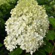 HYDRANGEA PAN 'PUFFER FISH' 3G