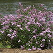 Botanical Name -  Syringa x 'Bloomerang Pink Perfume'