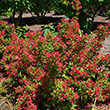 WEIGELA 'SONIC BLOOM RED' 3G