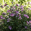 Botanical Name -  Hibiscus syriacus 'Purple Satin'