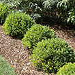BUXUS X 'GREEN VELVET' 3G