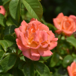 ROSA 'KNOCKOUT ORANGE GLOW'
