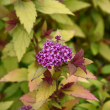 SPIRAEA 'POPROCKS RAINBOW FIZZ'