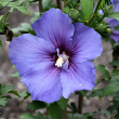 HIBISCUS S 'PARAPLU VIOLET' 3G