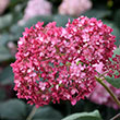 HYDRANGEA A 'INVINC SPIRIT II'