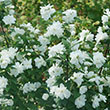PHILADELPHUS 'ILLUM ARCH' 3G