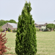 THUJA OCC 'NORTH POLE' 7G