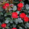 ROSA 'KNOCK OUT PETITE' 2G