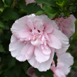 HIBISCUS S 'PINK CHIFFON' 7G TR