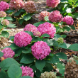 HYDRANGEA S 'LTS DNC ARRIBA' 3G