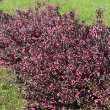 WEIGELA 'VERY FINE WINE' 3G