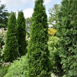 THUJA OCC 'AMERICAN PILLAR' 7G