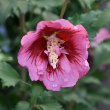 HIBISCUS S 'RED PILLAR' 3G