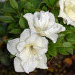 AZALEA PERFECTO MUNDO DBL WHITE
