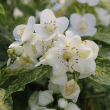 PHILADELPHUS 'ILLUM SPARKS'