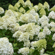 HYDRANGEA PAN 'LIMELIGHT PRIME'