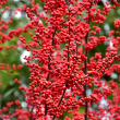 ILEX V 'WINTER RED' 3G