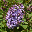 SYRINGA 'SCENTARA DBL BLUE' 5G