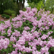 SYRINGA 'BLOOMRNG PURPINK' 3G