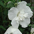 HIBISCUS S 'WHITE CHIFFON' 3G