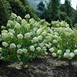 Botanical Name -  Hydrangea paniculata 'Limelight' PP12874