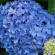 HYDRANGEA M 'LTS DNCE RTHM BLUE'