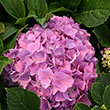 Botanical Name -  Hydrangea 'Lindsey Ann' PP26249
