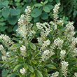 CLETHRA ALN 'HUMMINGBIRD' 3G