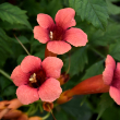 CAMPSIS 'FLAMENCO' 3G